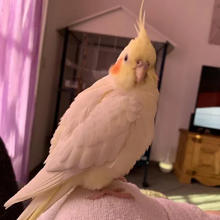 בית אירוח Do Mi Si La Do Re Dorenaz